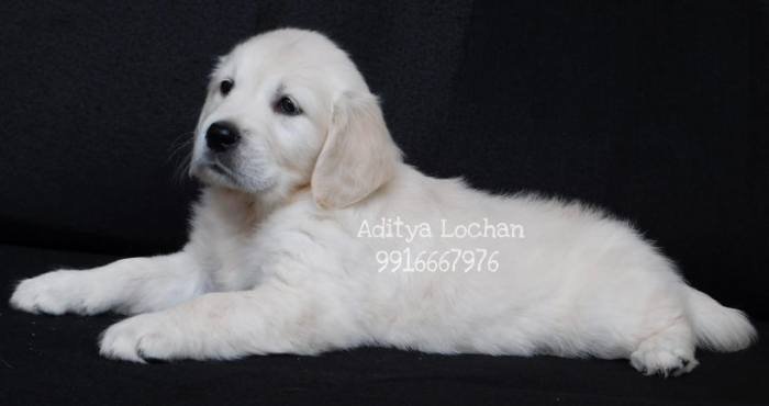 DogsIndia.com - Golden Retriever - Adchan's Kennel - Aditya Lochan