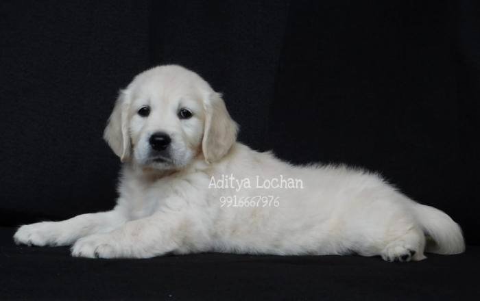 DogsIndia.com - Golden Retriever - Adchan's Kennel - Aditya Lochan