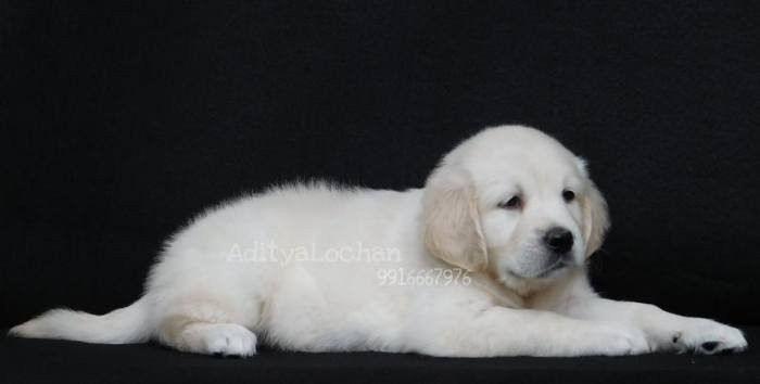 DogsIndia.com - Golden Retriever - Adchan's Kennel - Aditya Lochan