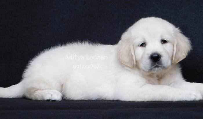 DogsIndia.com - Golden Retriever - Adchan's Kennel - Aditya Lochan