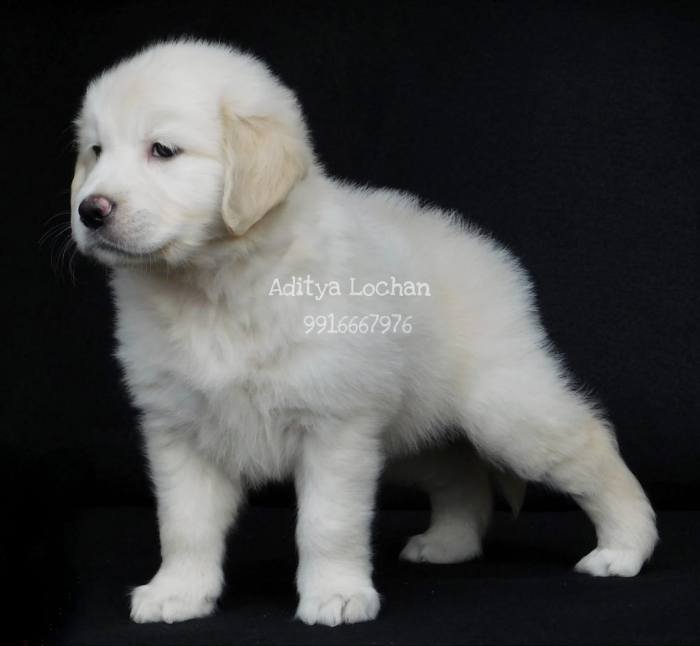 DogsIndia.com - Golden Retriever - Adchan's Kennel - Aditya Lochan