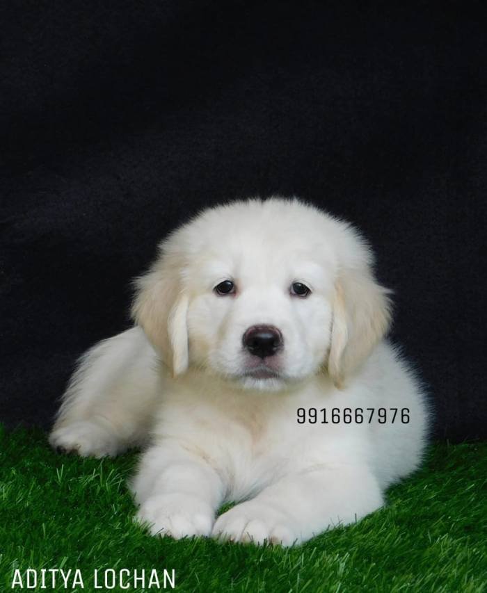 DogsIndia.com - Golden Retriever - Adchan's Kennel - Aditya Lochan