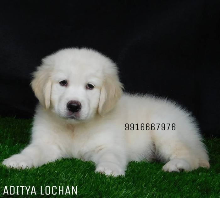 DogsIndia.com - Golden Retriever - Adchan's Kennel - Aditya Lochan