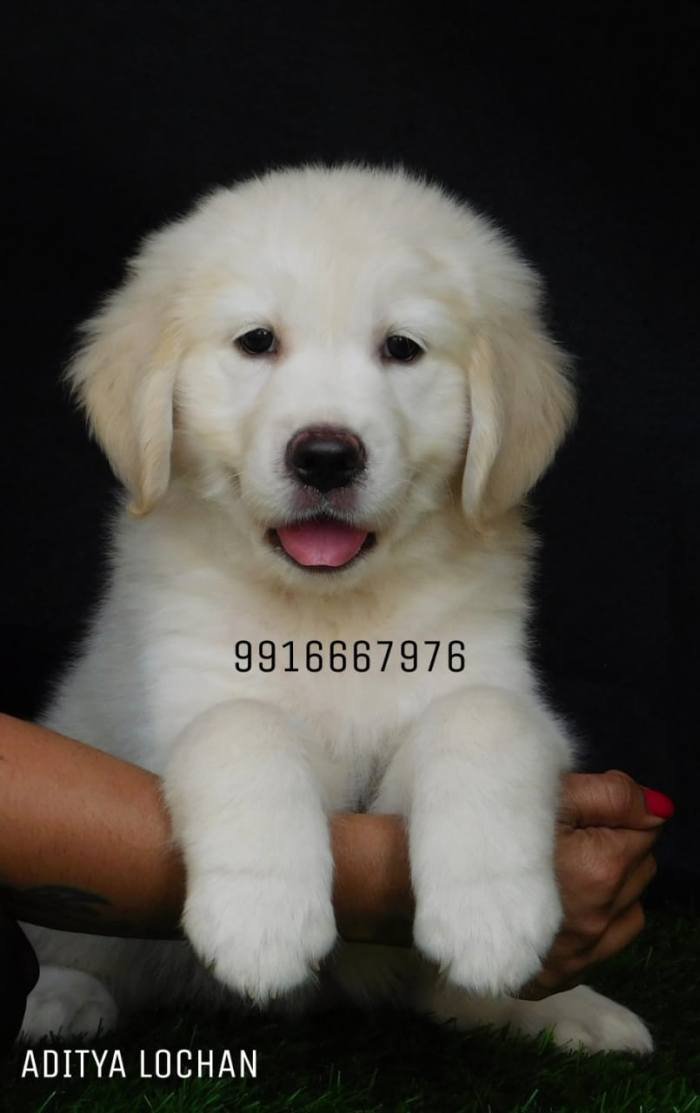 DogsIndia.com - Golden Retriever - Adchan's Kennel - Aditya Lochan