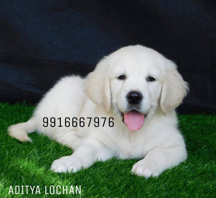 DogsIndia.com - Golden Retriever - Adchan's Kennel - Aditya Lochan