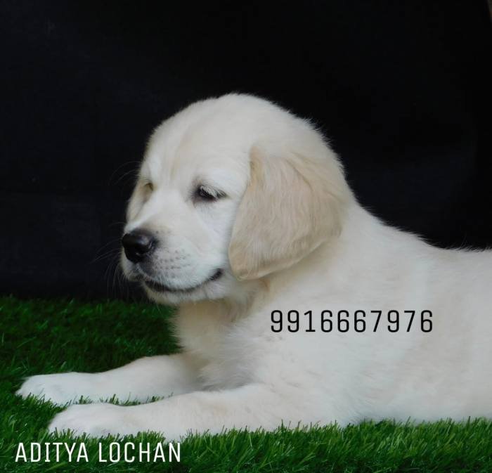 DogsIndia.com - Golden Retriever - Adchan's Kennel - Aditya Lochan