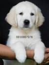 DogsIndia.com - Golden Retriever - Adchan's Kennel - Aditya Lochan