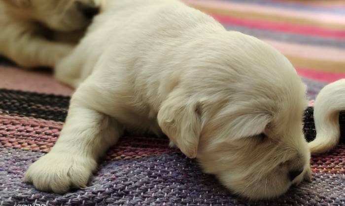 DogsIndia.com - Golden Retriever - Adchan's Kennel - Aditya Lochan