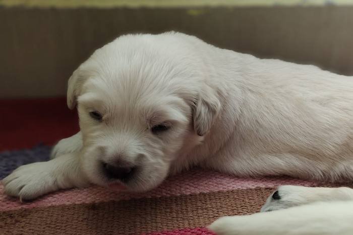 DogsIndia.com - Golden Retriever - Adchan's Kennel - Aditya Lochan