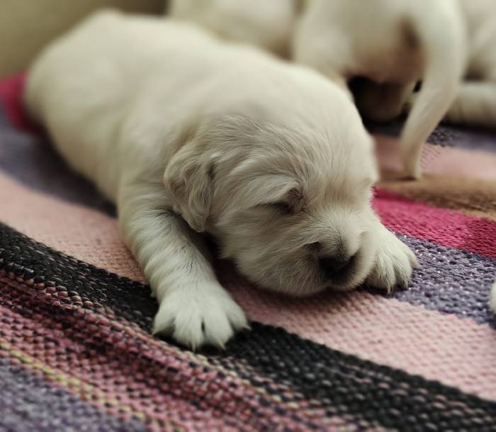 DogsIndia.com - Golden Retriever - Adchan's Kennel - Aditya Lochan