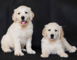DogsIndia.com - Golden Retriever - Adchan's Kennel - Aditya Lochan