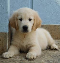 DogsIndia.com - Golden Retriever - Adchan's Kennel - Aditya Lochan