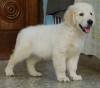 DogsIndia.com - Golden Retriever - Adchan's Kennel - Aditya Lochan
