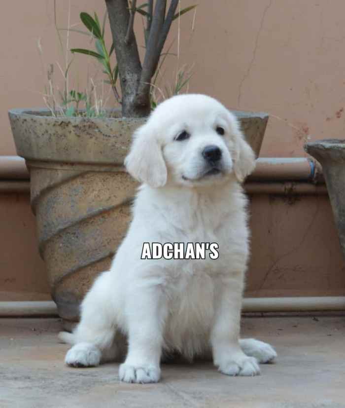 DogsIndia.com - Golden Retriever - Adchan's Kennel - Aditya Lochan