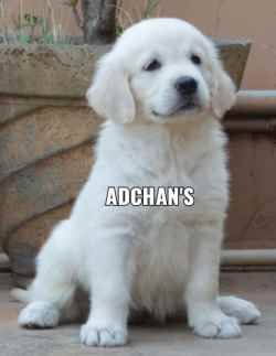 DogsIndia.com - Golden Retriever - Adchan's Kennel - Aditya Lochan