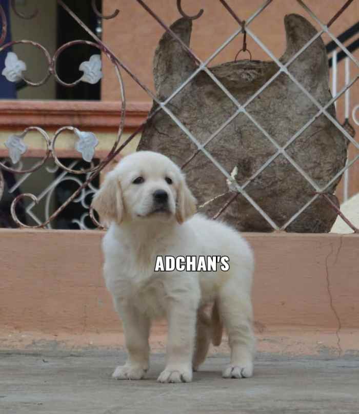 DogsIndia.com - Golden Retriever - Adchan's Kennel - Aditya Lochan