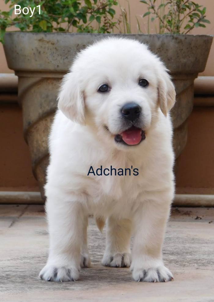 DogsIndia.com - Golden Retriever - Adchan's Kennel - Aditya Lochan