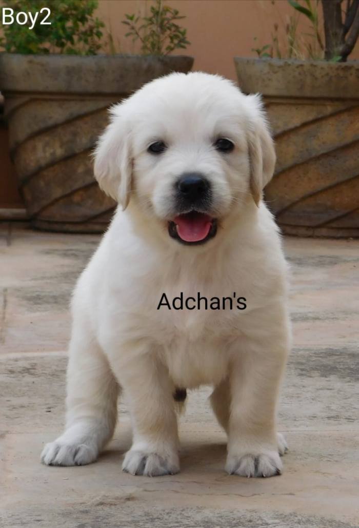 DogsIndia.com - Golden Retriever - Adchan's Kennel - Aditya Lochan