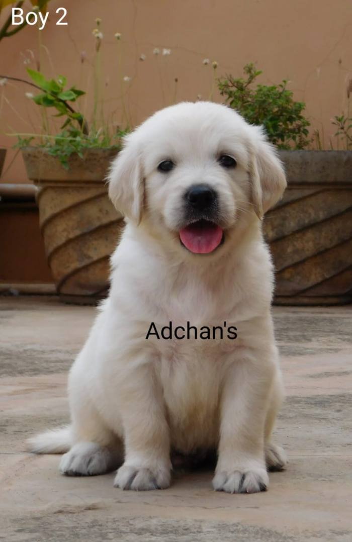 DogsIndia.com - Golden Retriever - Adchan's Kennel - Aditya Lochan