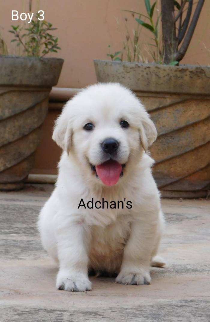DogsIndia.com - Golden Retriever - Adchan's Kennel - Aditya Lochan