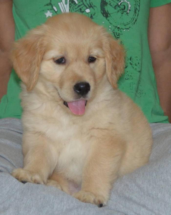 DogsIndia.com - Golden Retriever - Adchan's Kennel - Aditya Lochan