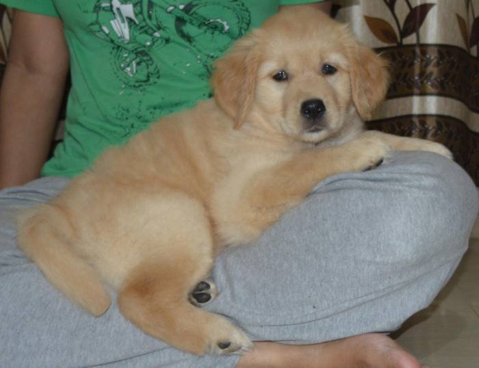 DogsIndia.com - Golden Retriever - Adchan's Kennel - Aditya Lochan