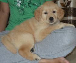 DogsIndia.com - Golden Retriever - Adchan's Kennel - Aditya Lochan