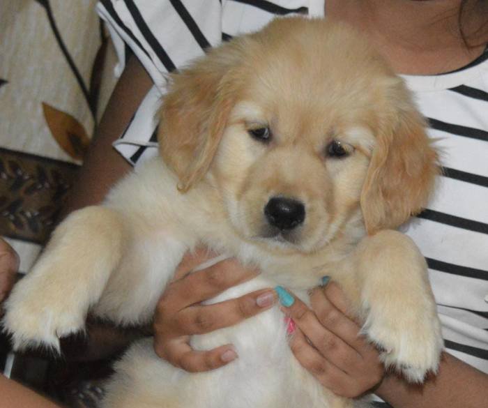 DogsIndia.com - Golden Retriever - Adchan's Kennel - Aditya Lochan