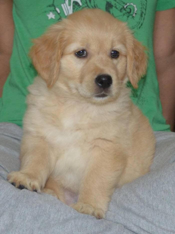 DogsIndia.com - Golden Retriever - Adchan's Kennel - Aditya Lochan