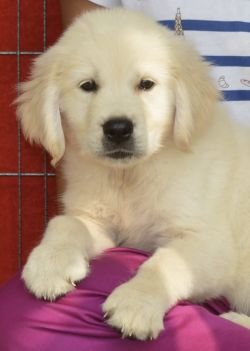 DogsIndia.com - Golden Retriever - Adchan's Kennel - Aditya Lochan