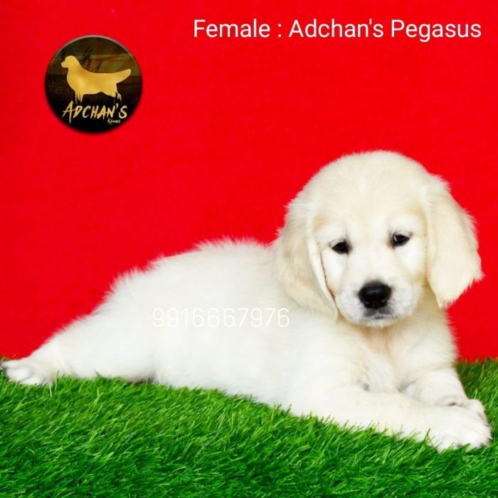 DogsIndia.com - Golden Retriever - Adchan's Kennel - Aditya Lochan