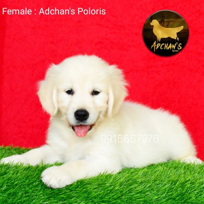 DogsIndia.com - Golden Retriever - Adchan's Kennel - Aditya Lochan