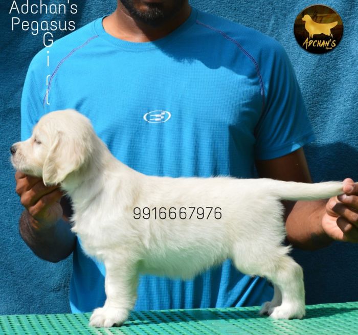 DogsIndia.com - Golden Retriever - Adchan's Kennel - Aditya Lochan