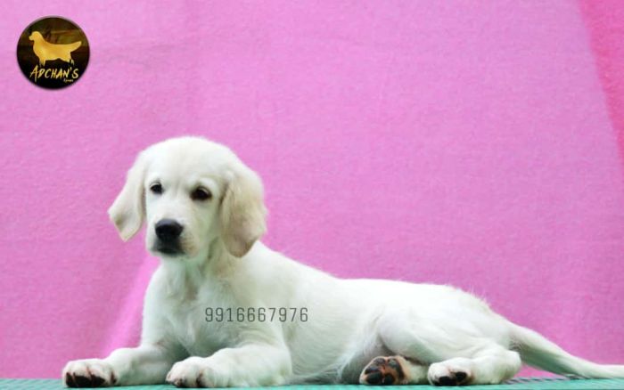 DogsIndia.com - Golden Retriever - Adchan's Kennel - Aditya Lochan