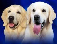 DogsIndia.com - Golden Retriever - Adchan's Kennel - Aditya Lochan