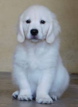 dogs india golden puppies pedigree retriever indian dogsindia breeds kci finest cared vaccinated registered well