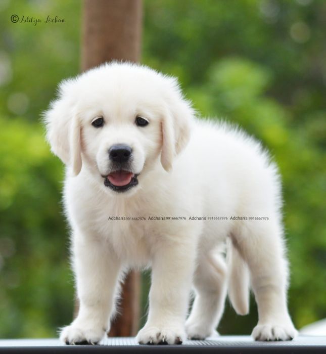 DogsIndia.com  Golden Retriever  Adchan's Kennel  Aditya Lochan