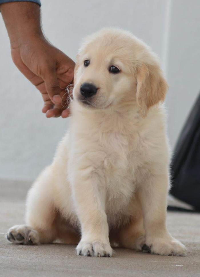 DogsIndia.com  Golden Retriever  Adchan's Kennel  Aditya Lochan