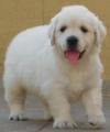 DogsIndia.com - Golden Retriever - Adchan'sKennel - Aditya Lochan
