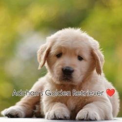DogsIndia.com Golden Retriever Adchan's Kennel Aditya Lochan