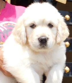 DogsIndia.com - Golden Retriever - Adchan's Kennel - Aditya Lochan