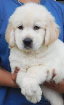 DogsIndia.com - Golden Retriever - Adchan's Kennel - Aditya Lochan