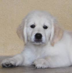 DogsIndia.com - Golden Retriever - Adchan's Kennel - Aditya Lochan