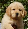 DogsIndia.com - Golden Retriever - Aditya Lochan