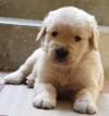 DogsIndia.com - Golden Retriever - Adchans - Aditya Lochan