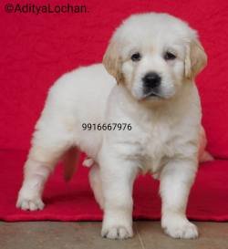 DogsIndia.com - Golden Retriever - Adchans