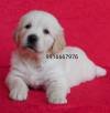 DogsIndia.com - Golden Retriever - Adchans