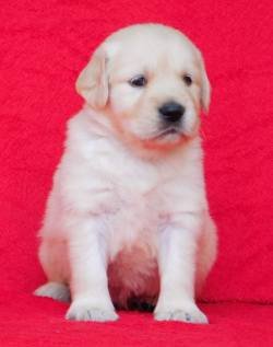 DogsIndia.com - Golden Retriever - Adchan's Kennel - Aditya Lochan