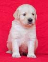 DogsIndia.com - Golden Retriever - Adchan's Kennel - Aditya Lochan