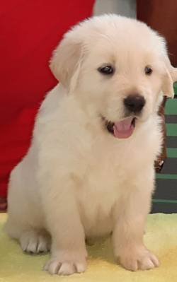 DogsIndia.com - Golden Retriever - Apple Kennels